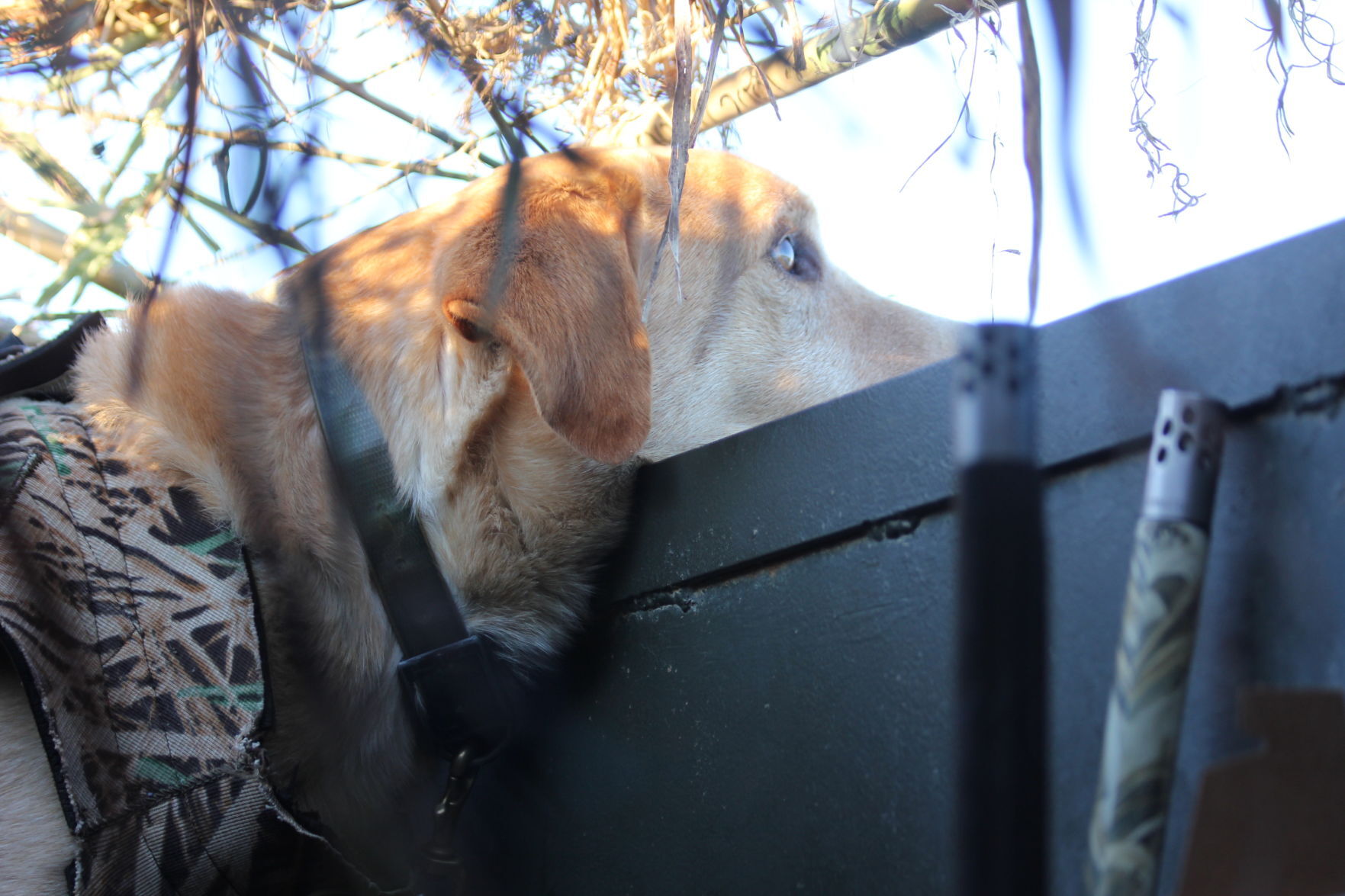 dogs.JPG